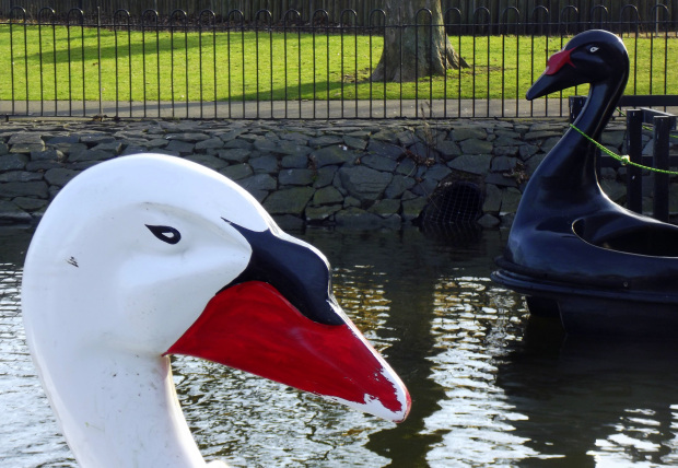 Swan Pedalos Albert Park